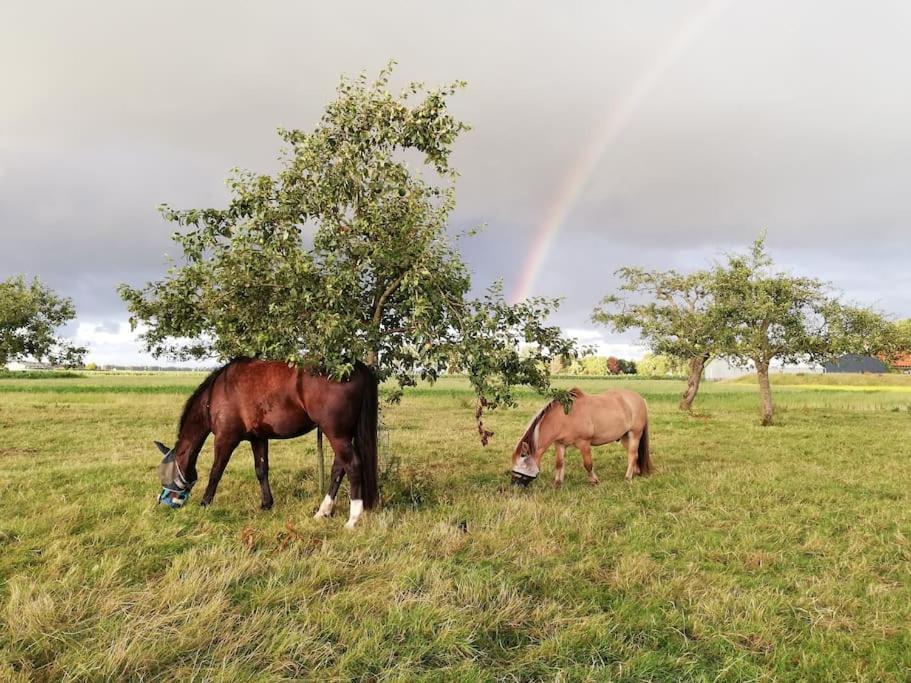 'T Winkeltje - Vakantiehuisje Op Boerderij Huize Blokland Hem Εξωτερικό φωτογραφία